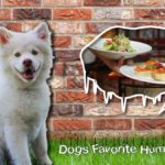 15 Dogs' Favorite Human Food 6 dogs favorite human food