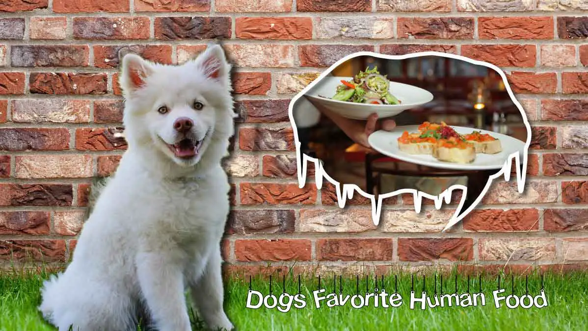 15 Dogs’ Favorite Human Food