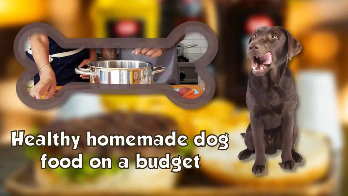healthy homemade dog food on a budget
