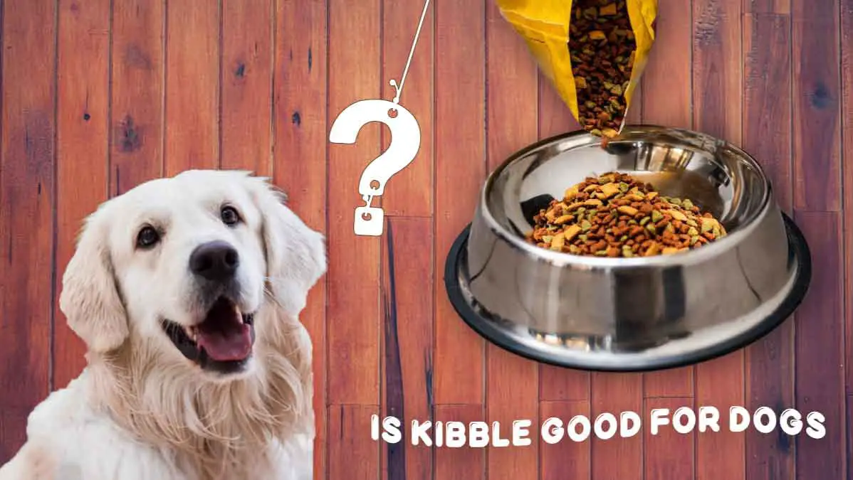 Is Kibble Good For Dogs? Exploring Pros & Cons Of Kibble