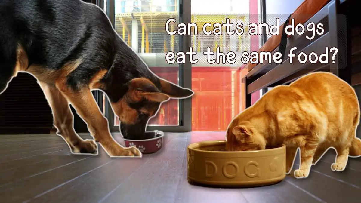 Can cats and dogs eat the same food?