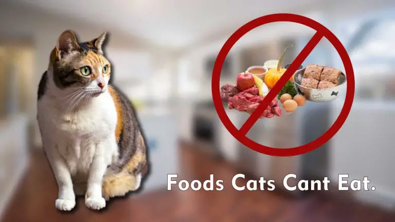 List of 12 Foods Cats Cant Eat