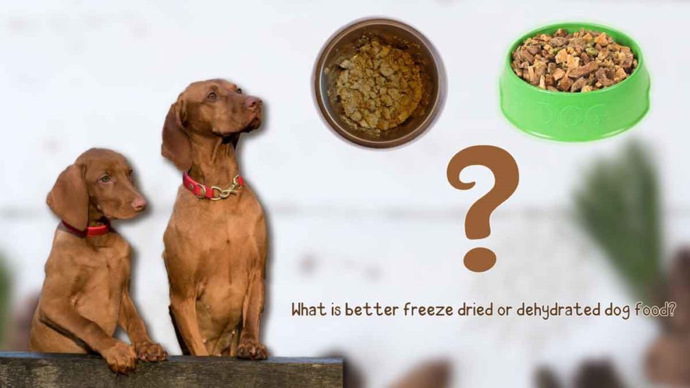 What to mix with dry dog food?