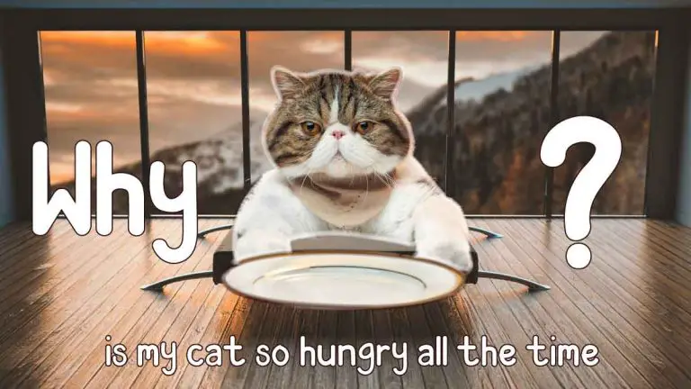 Why is my cat so hungry all the time? | Causes & Remedies