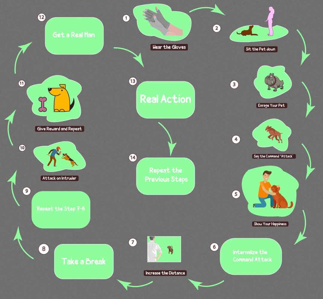 How To Train A Pitbull To Attack? 13 Easy Steps And Guidelines