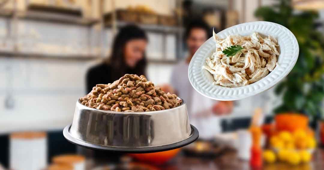 adding boiled chicken into the kibble