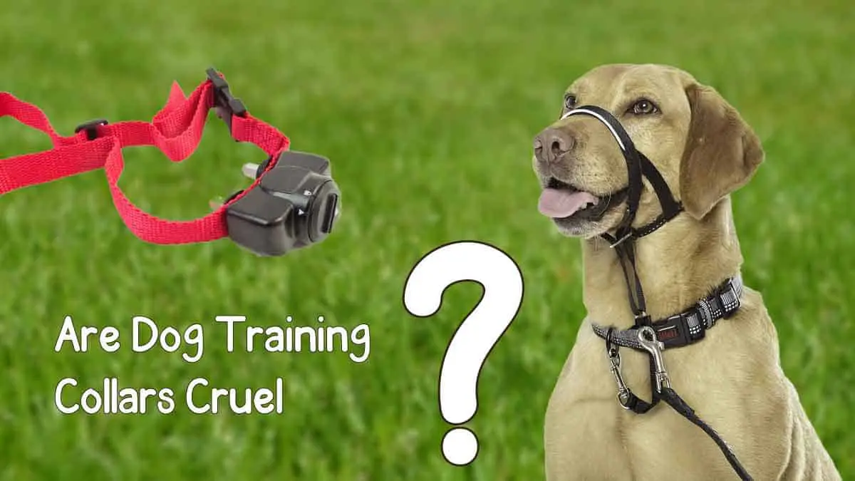 are dog training collars cruel