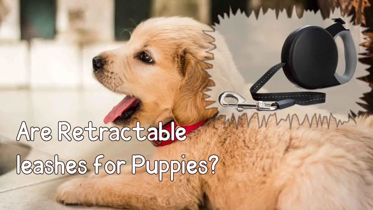 are retractable leashes good for puppies