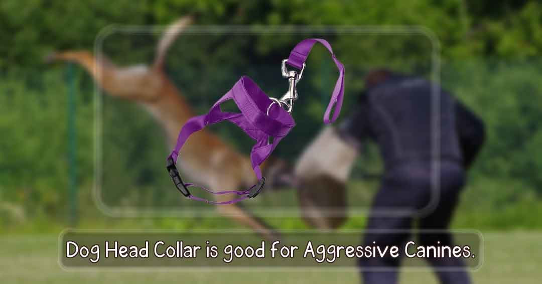 dog head collar is good for aggressive  canines 