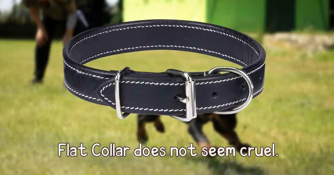 are-dog-training-collars-cruel