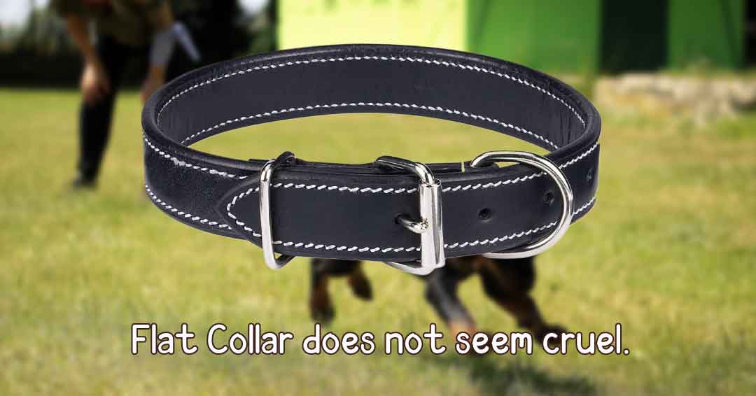Are Dog Training Collars Cruel?