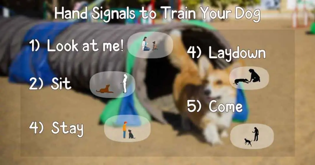 dog basic command hand signals