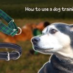 how to use a dog training collar?