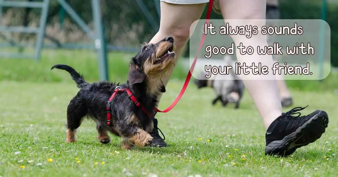 it always sounds good to walk with you little friend