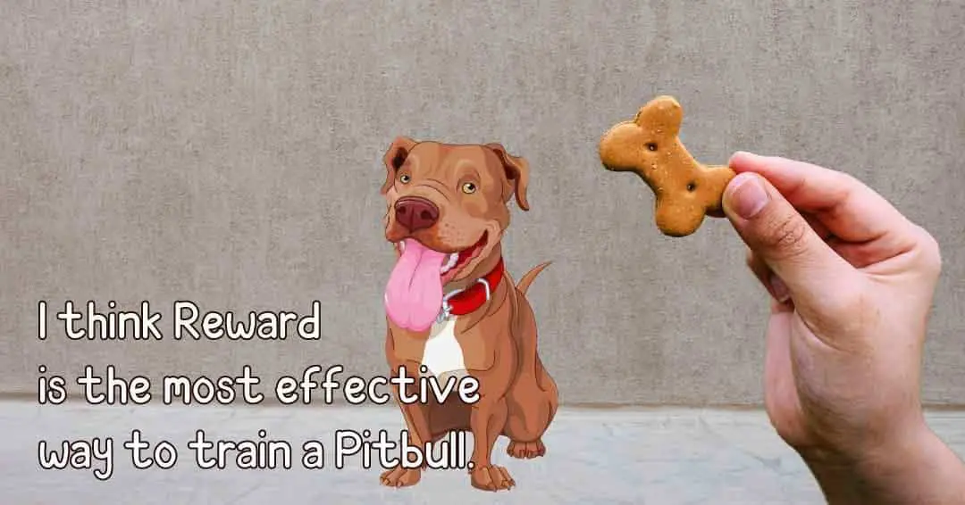How To Train A Pitbull To Attack? 13 Easy Steps and Guidelines 2 most effective way to train a pitbull