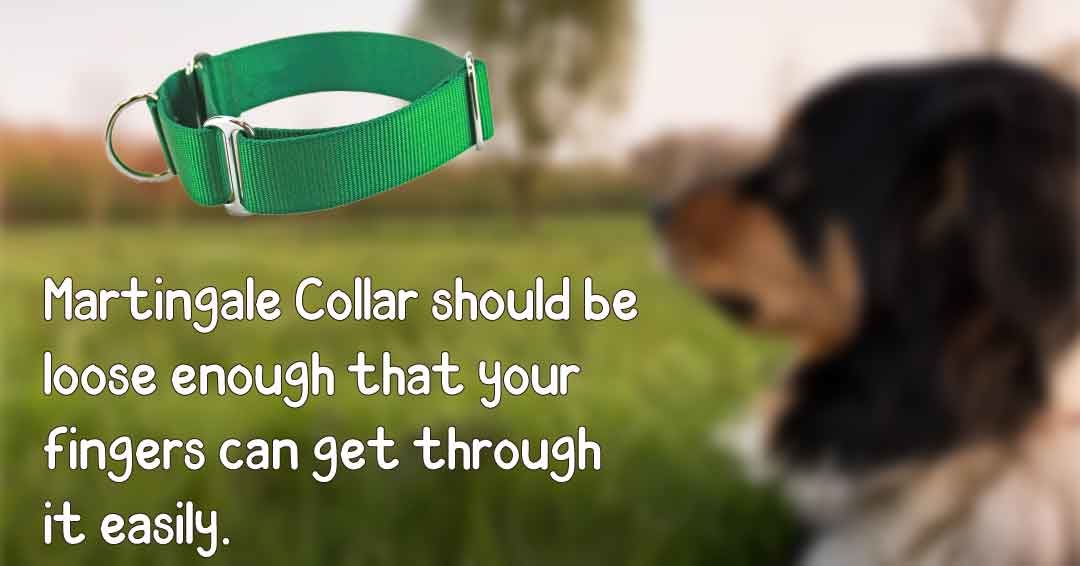 martingale collar using tip