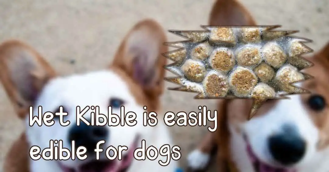 wet kibble is easily edible for dogs