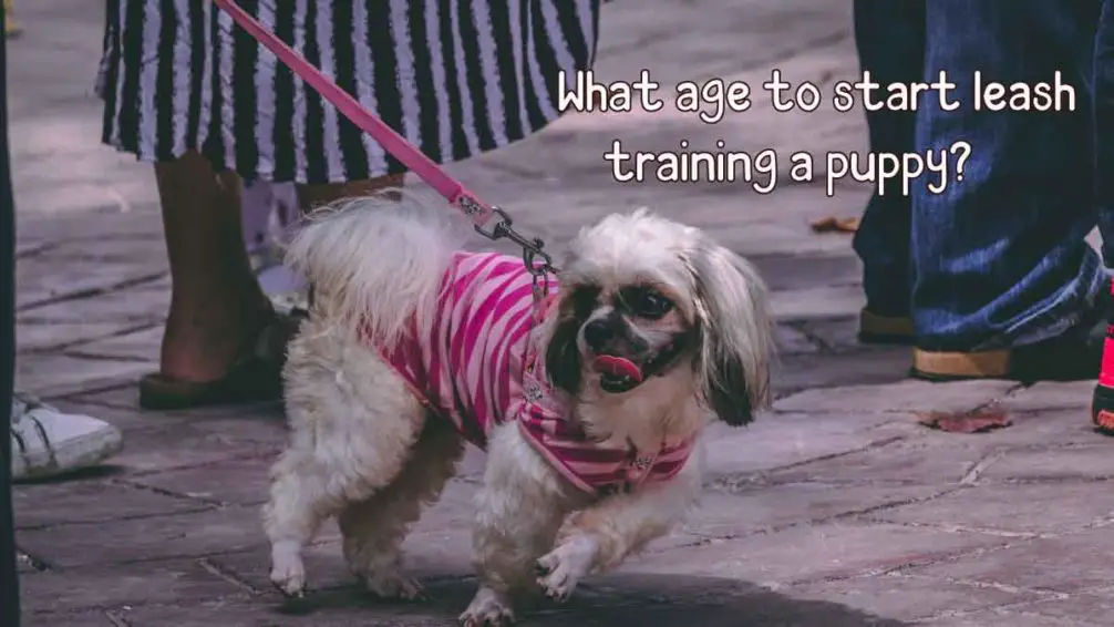 Leash Training Guide What Age To Start Leash Training A Puppy?