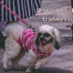 Leash Training Guide: What Age to Start Leash Training a Puppy? 3 what age to start leash training a puppy?