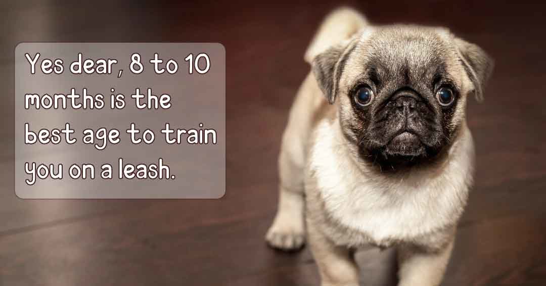 what age to start leash training a puppy?