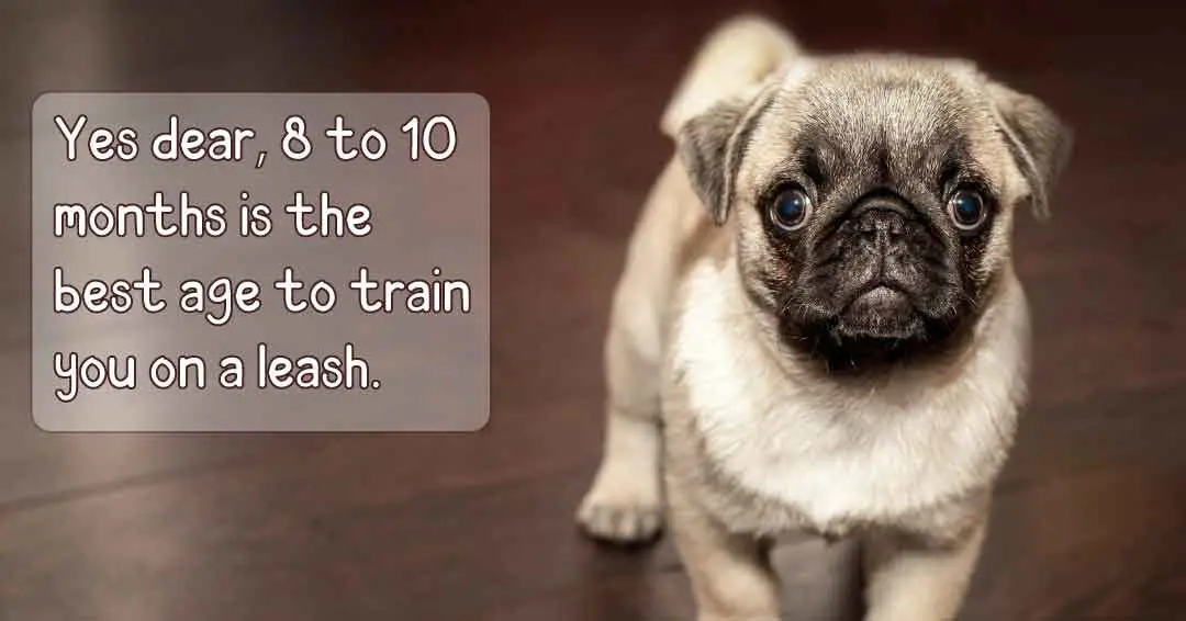Leash Training Guide: What Age to Start Leash Training a Puppy? 2 what age to start leash training a puppy?