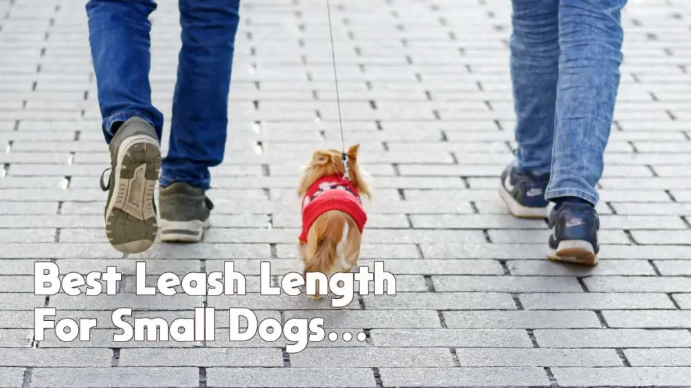 Expert Reviews Top 5 Leash Lengths For Small Dogs And Puppies