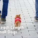 Expert Reviews: Top 5 Leash Lengths for Small Dogs and Puppies 5 best leash length for small dogs