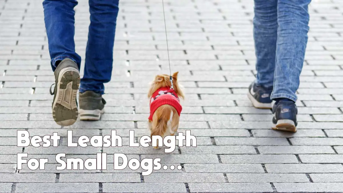 best leash for small dogs