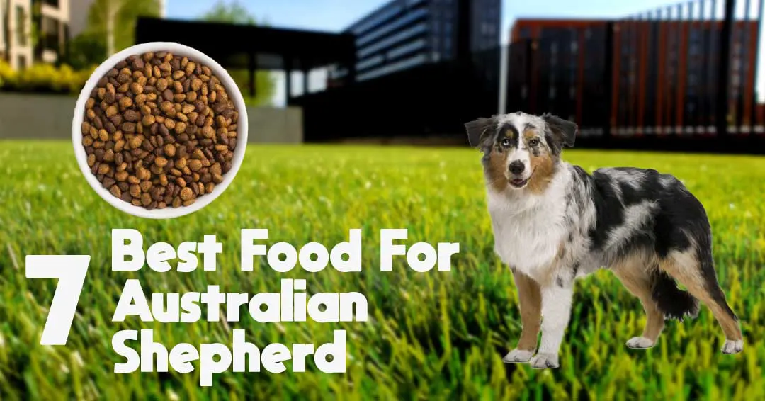 best dry dog food for australian shepherds