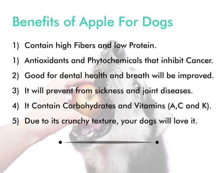 benefits of apples for dogs