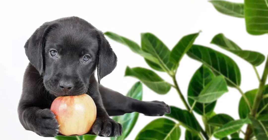 Apple for dogs