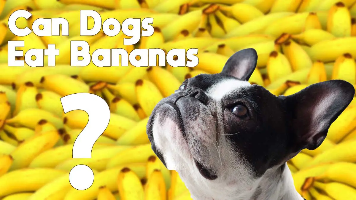 Bananas For Dogs 101: Can Dogs Eat Bananas?