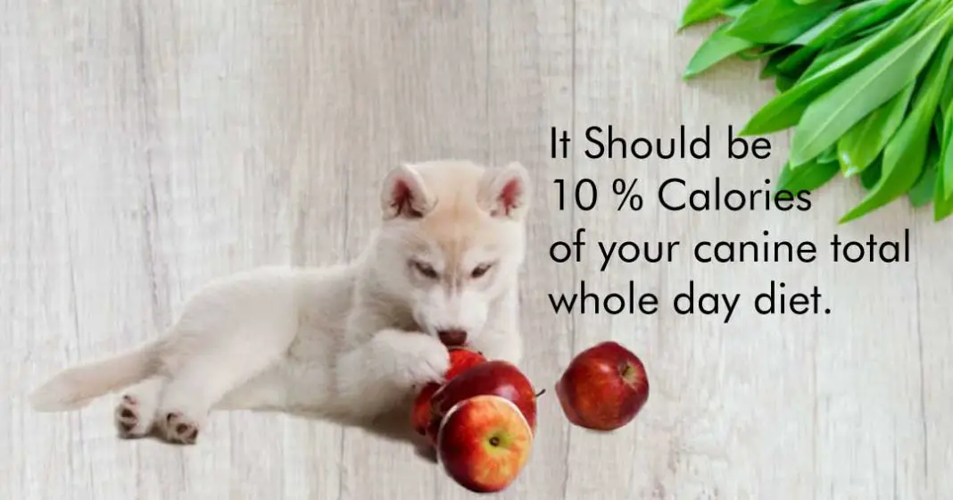 Apples For Dogs 101 Can Dogs Eat Apples?