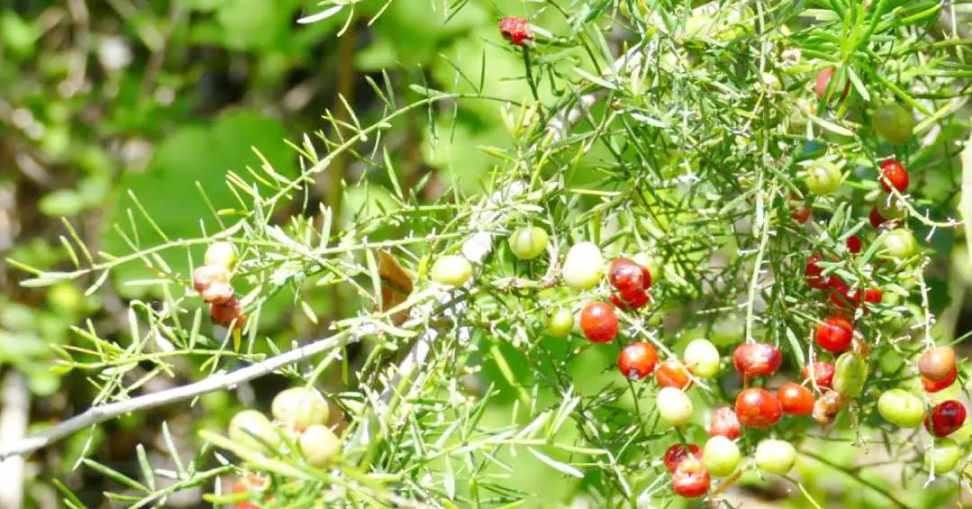 plant of asparagus fern