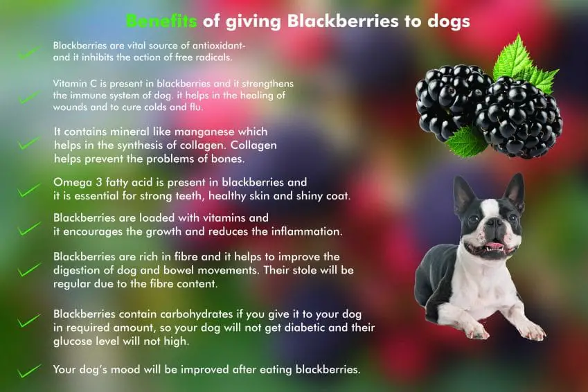 benefits of-giving blackberries to dogs