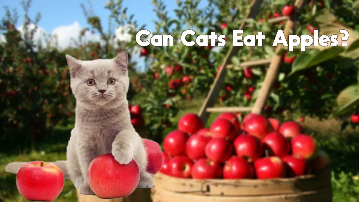 Apple For Cats 101 Can Cats Eat Apples