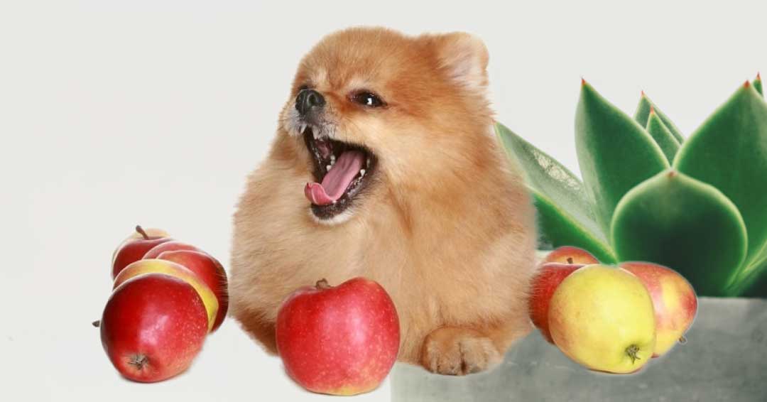 can dogs eat apples