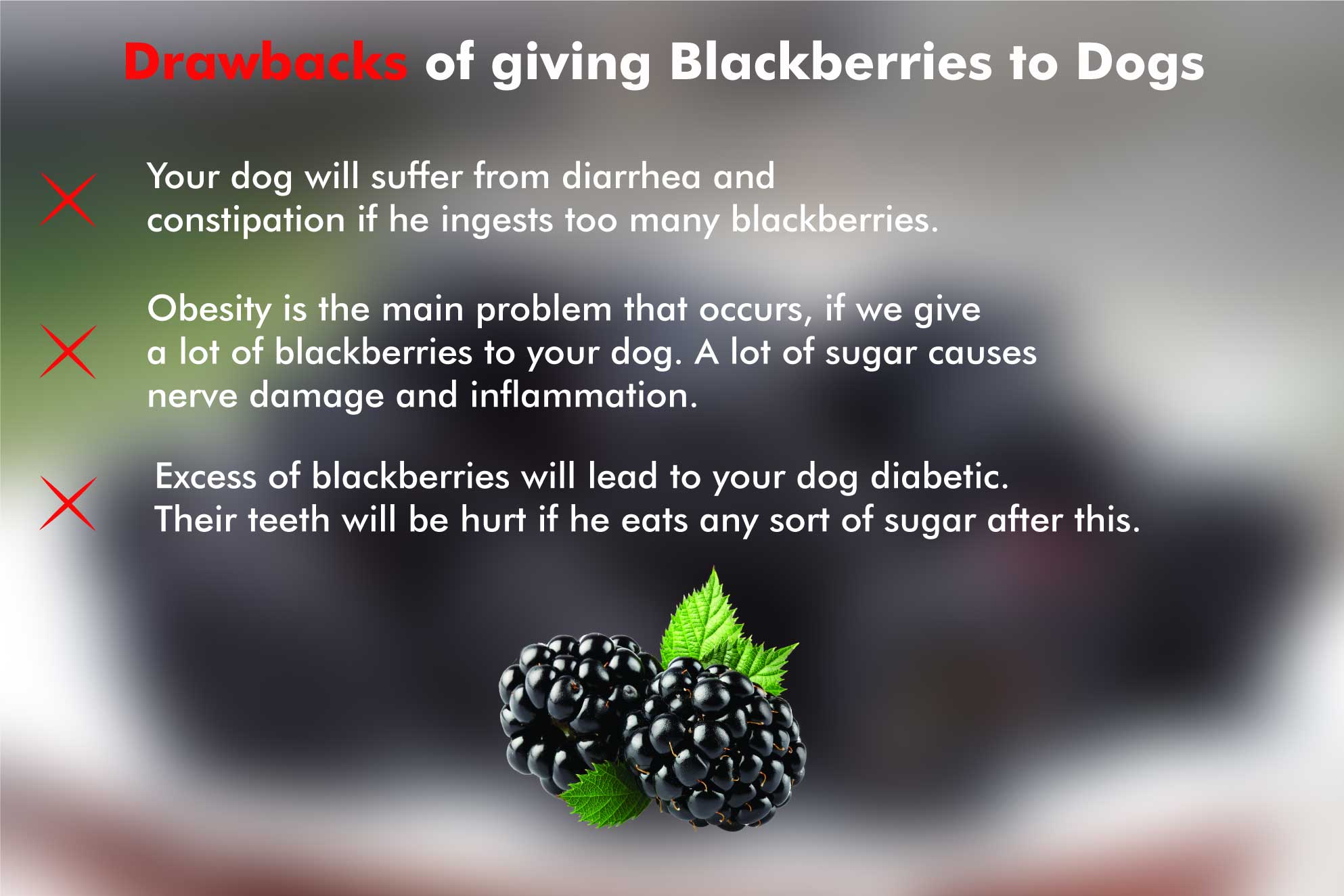 Blackberries For Dogs 101 Can Dogs Eat Blackberries?