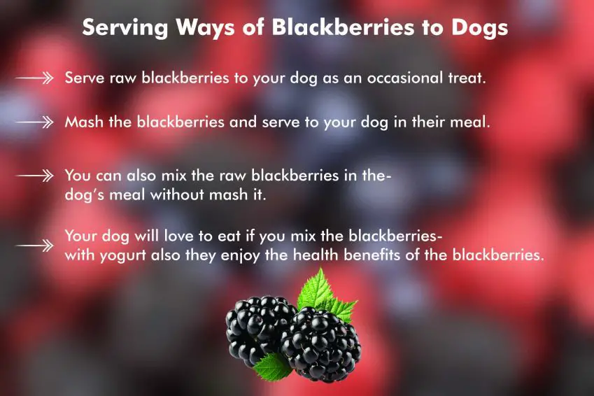 can dogs eat blackberries