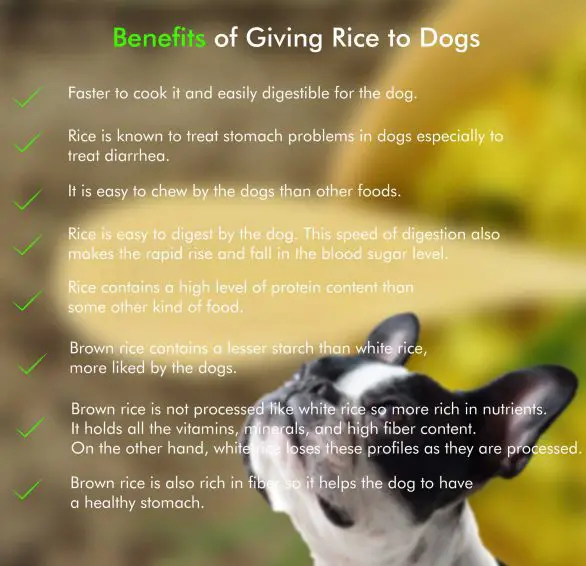 wild rice good for dogs