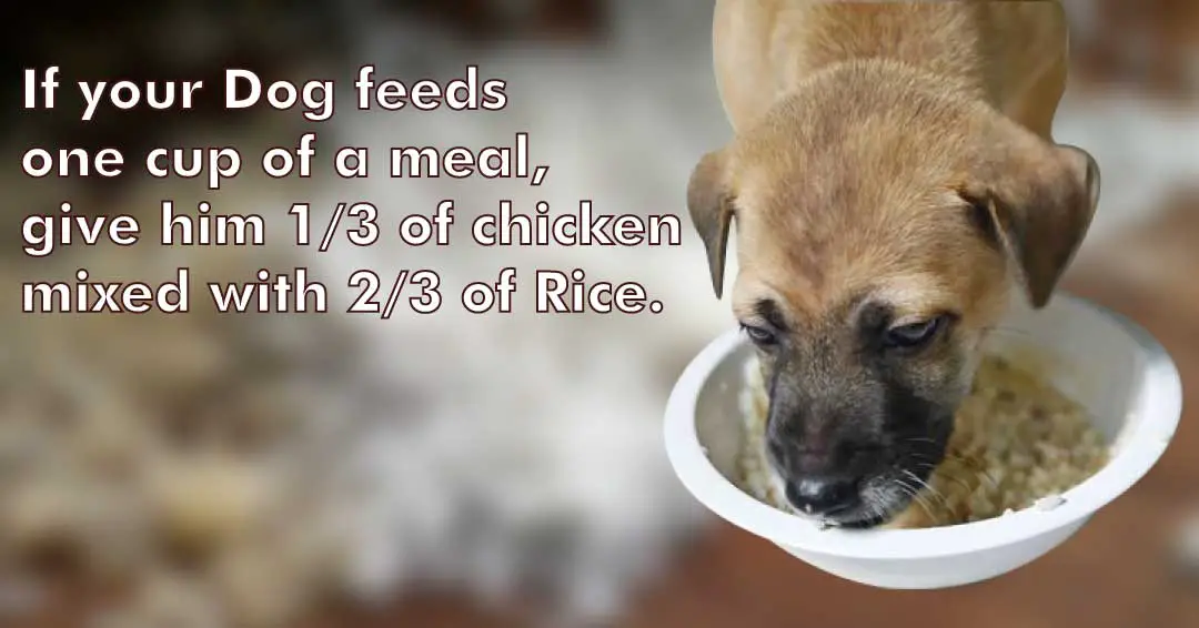 can dogs eat rice?