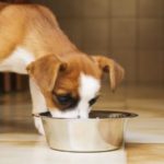 Best Dog Food for Puppies With a Sensitive Stomach