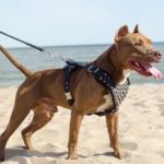 Best Dog Harness for Pitbulls