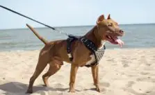 Best Dog Harness for Pitbulls