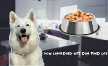 How long does wet dog food last