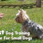 best dog training collar for small dogs