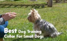 Top 6 Best Dog Training Collars for Small Dogs: Reviewed By Experts