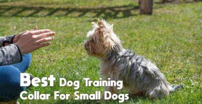 best collar for dogs with thick fur