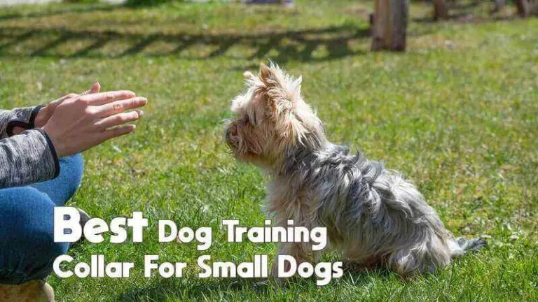 Top 6 Best Dog Training Collars for Small Dogs: Reviewed By Experts