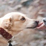 best dog collar for sensitive neck